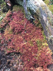 Sphagnum magellanicum