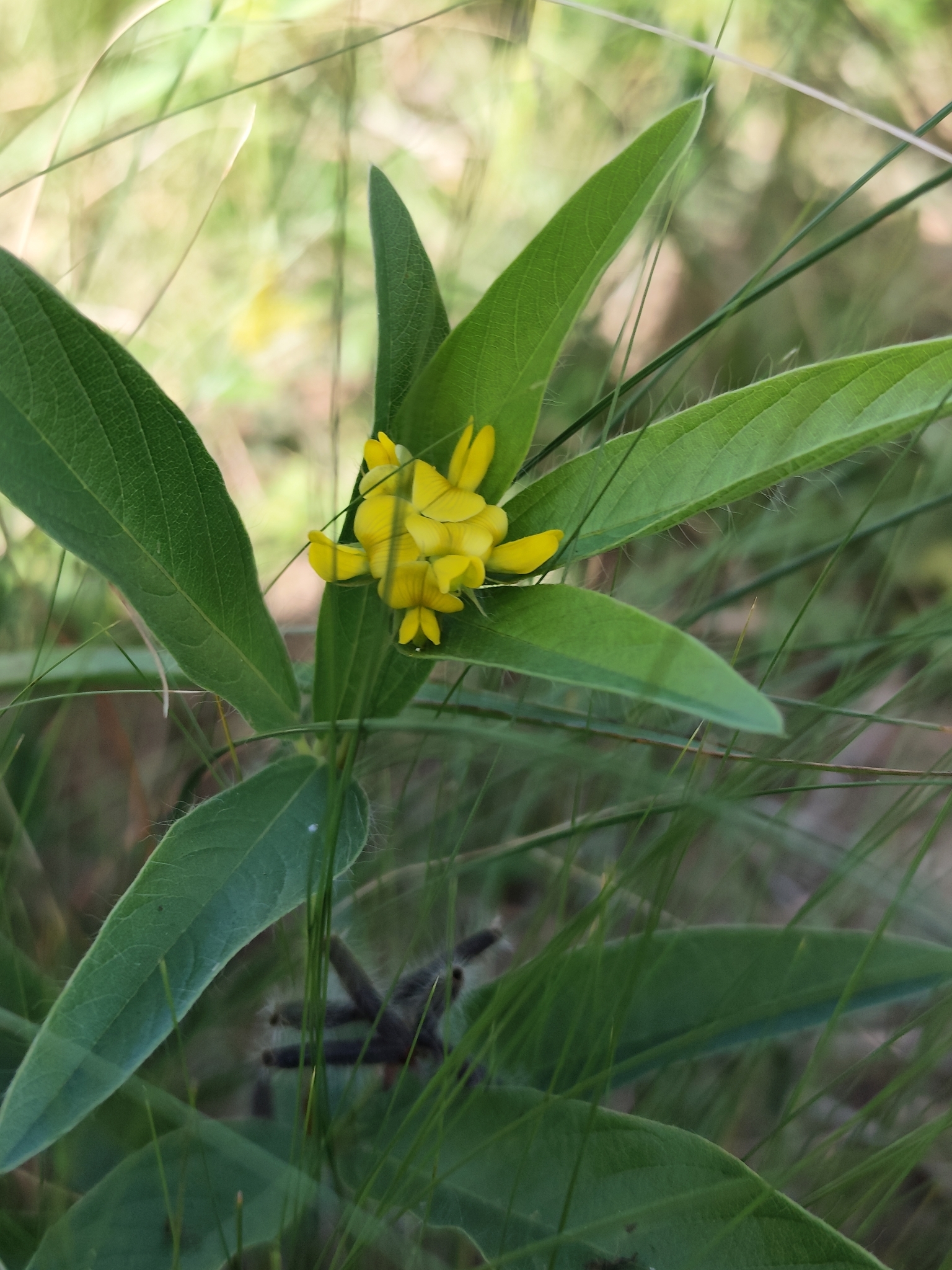 Eriosema tacuaremboense