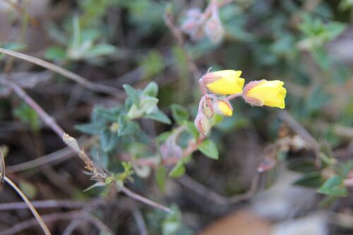 Image of Helianthemum marifolium by (c) Olivier Argagnon, some rights reserved (CC BY)