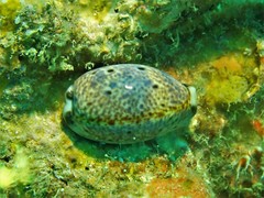 Lyncina lynx