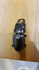 Serrognathus titanus