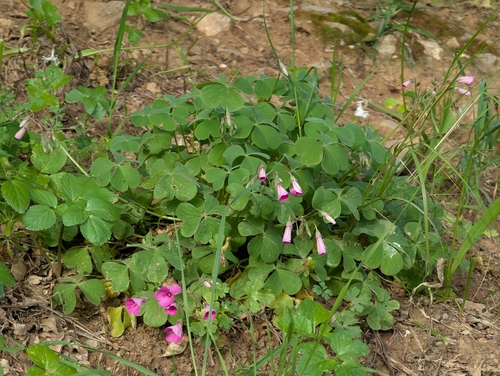 Oxalis articulata