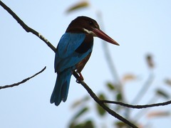 Halcyon smyrnensis