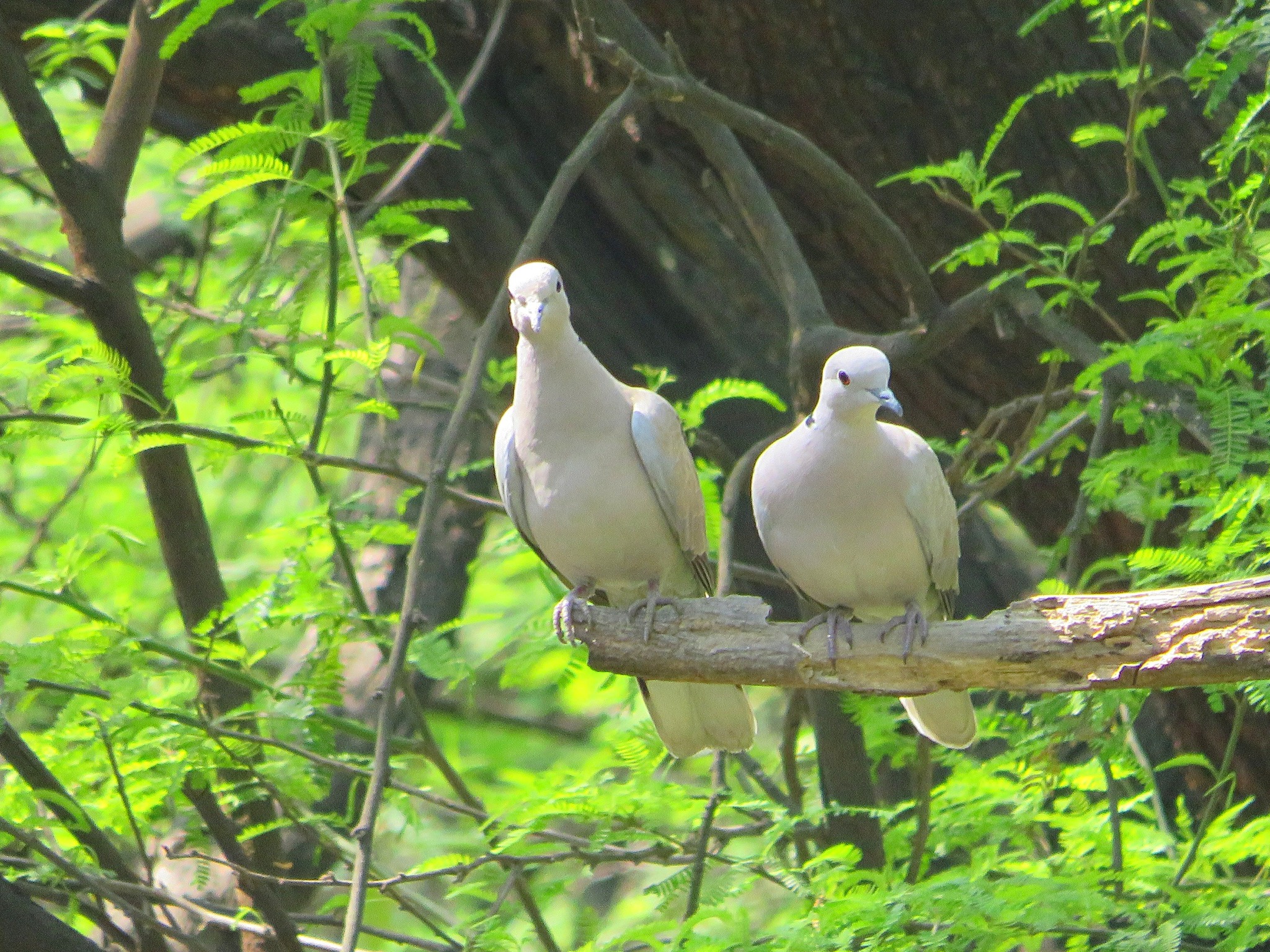 Oriental Turtle Dove