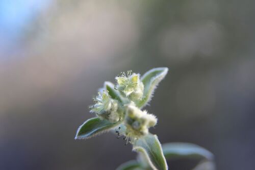 Image of Mercurialis tomentosa by (c) Olivier Argagnon, some rights reserved (CC BY)