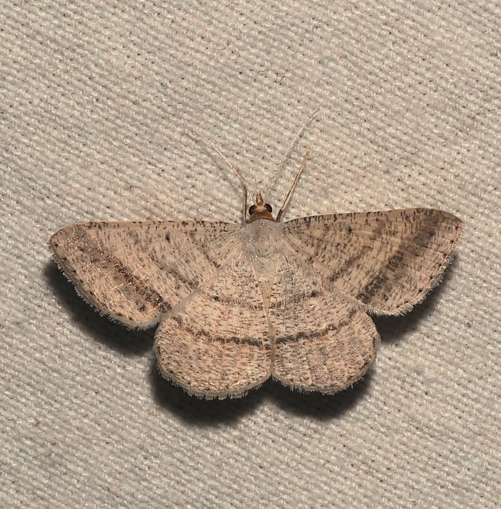 Isturgia catalaunaria
