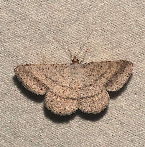 Isturgia catalaunaria