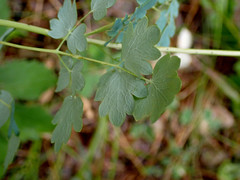 Thalictrum venulosum