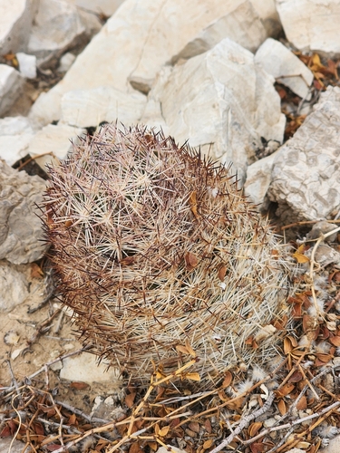 Pelecyphora dasyacantha