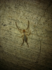Ammotrechidae