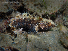 Banded Blenny photo 3