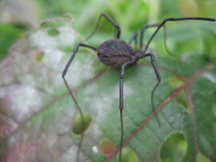 Diguetinus raptator