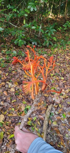 Bernoullia flammea