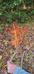 Bernoullia flammea