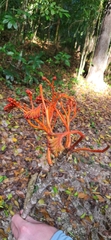 Bernoullia flammea, photograph (c) Laurel Meredyk, some rights reserved (CC BY)