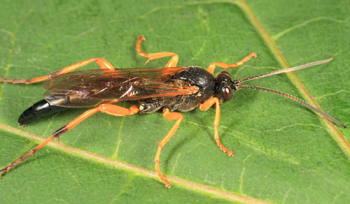 Limerodops belangeri
