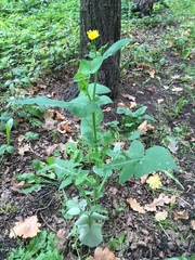 Sonchus oleraceus