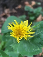 Sonchus oleraceus