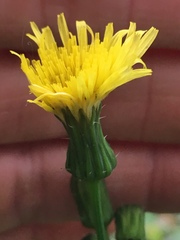 Sonchus oleraceus