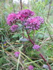 Orpine - Photo (c) George Kholin, some rights reserved (CC BY-NC), uploaded by George Kholin