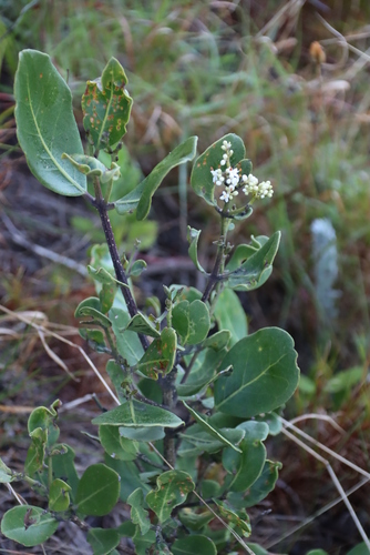 Image of Olea capensis by (c) Tony Rebelo, some rights reserved (CC BY-SA)
