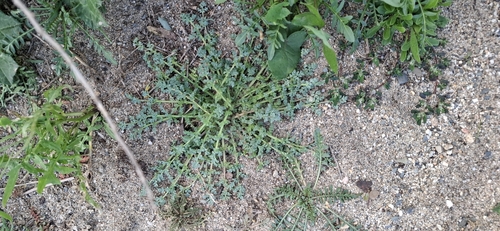 Hypecoum procumbens, photograph 5