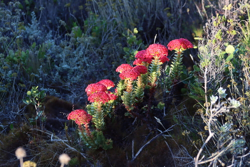 Crassula coccinea