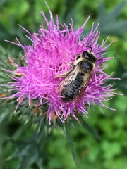 Cirsium vulgare