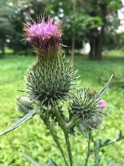 Cirsium vulgare