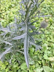 Cirsium vulgare