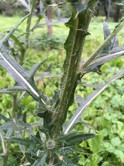 Cirsium vulgare