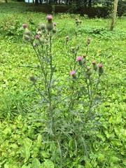 Cirsium vulgare