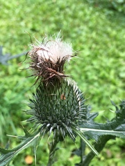 Cirsium vulgare