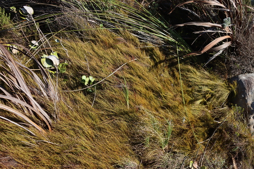 Anthochortus crinalis (Anthochortus crinalis)
