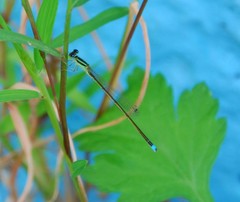 Ischnura asiatica
