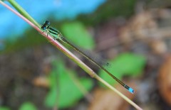 Ischnura asiatica