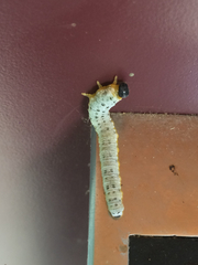 Macremphytus testaceus