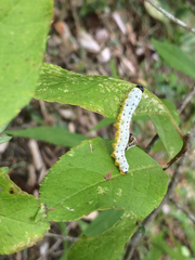Macremphytus testaceus