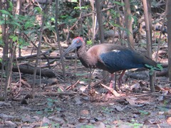 Pseudibis papillosa