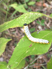 Macremphytus testaceus
