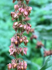 Rumex obtusifolius