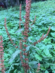 Rumex obtusifolius