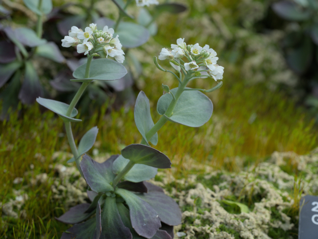Noccaea zaffranii