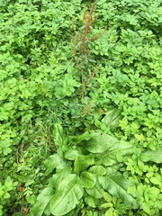 Rumex obtusifolius