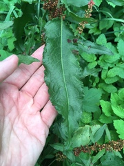 Rumex obtusifolius