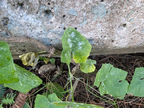 Golovinomyces observed 2025-03-28