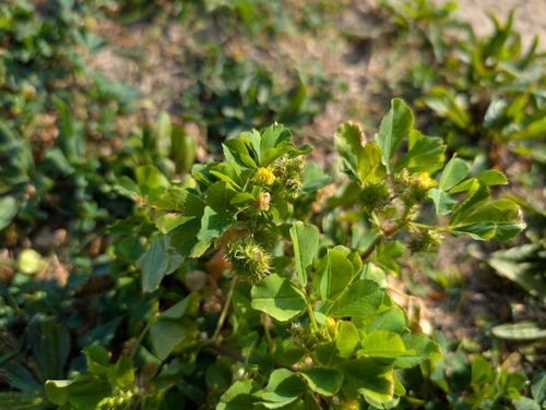 Medicago polymorpha, 2025-03-28
