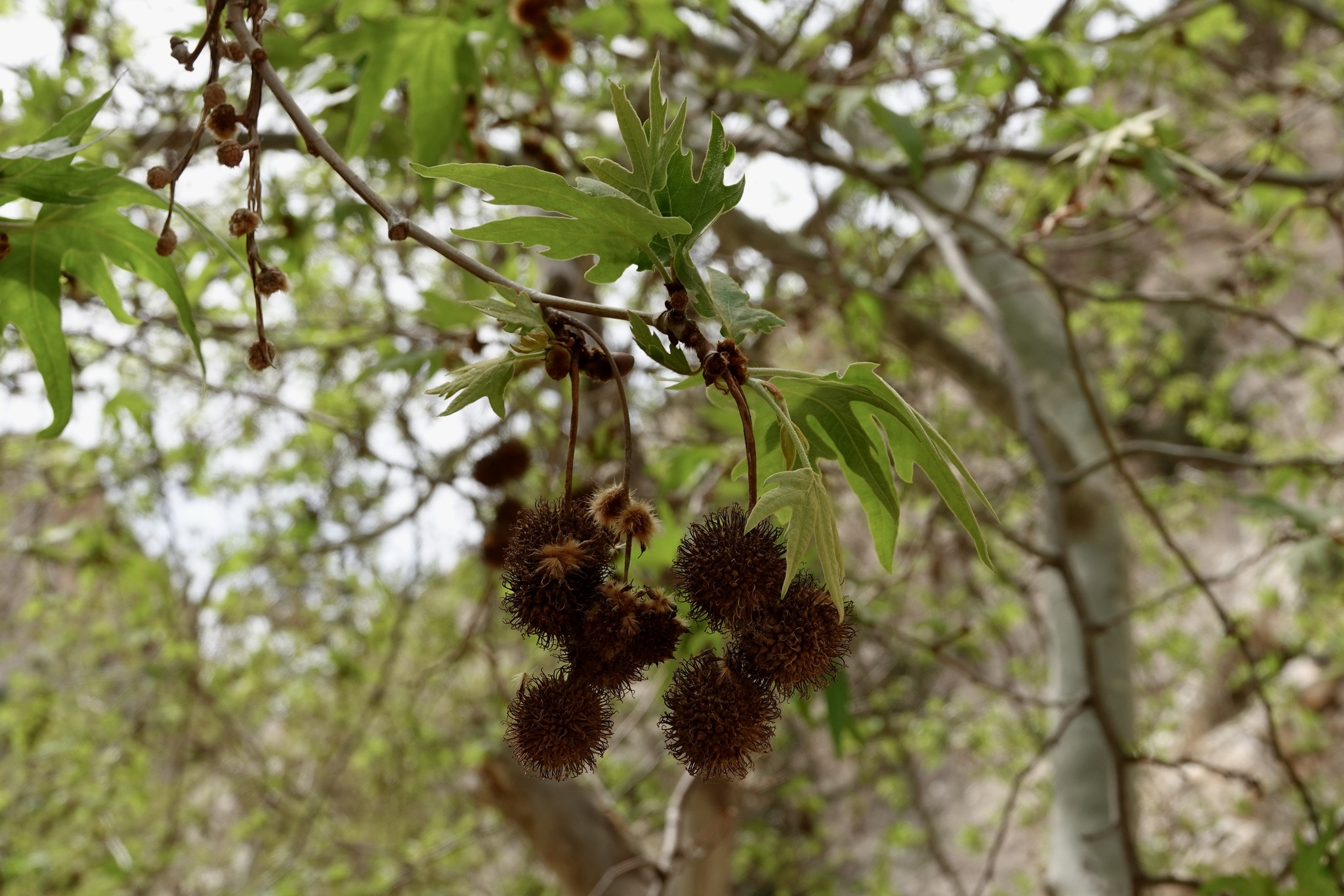 Imagem de Plátano-oriental