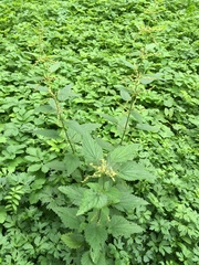 Urtica dioica