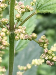 Urtica dioica